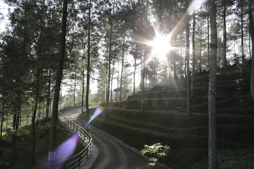 Pathway In Woods