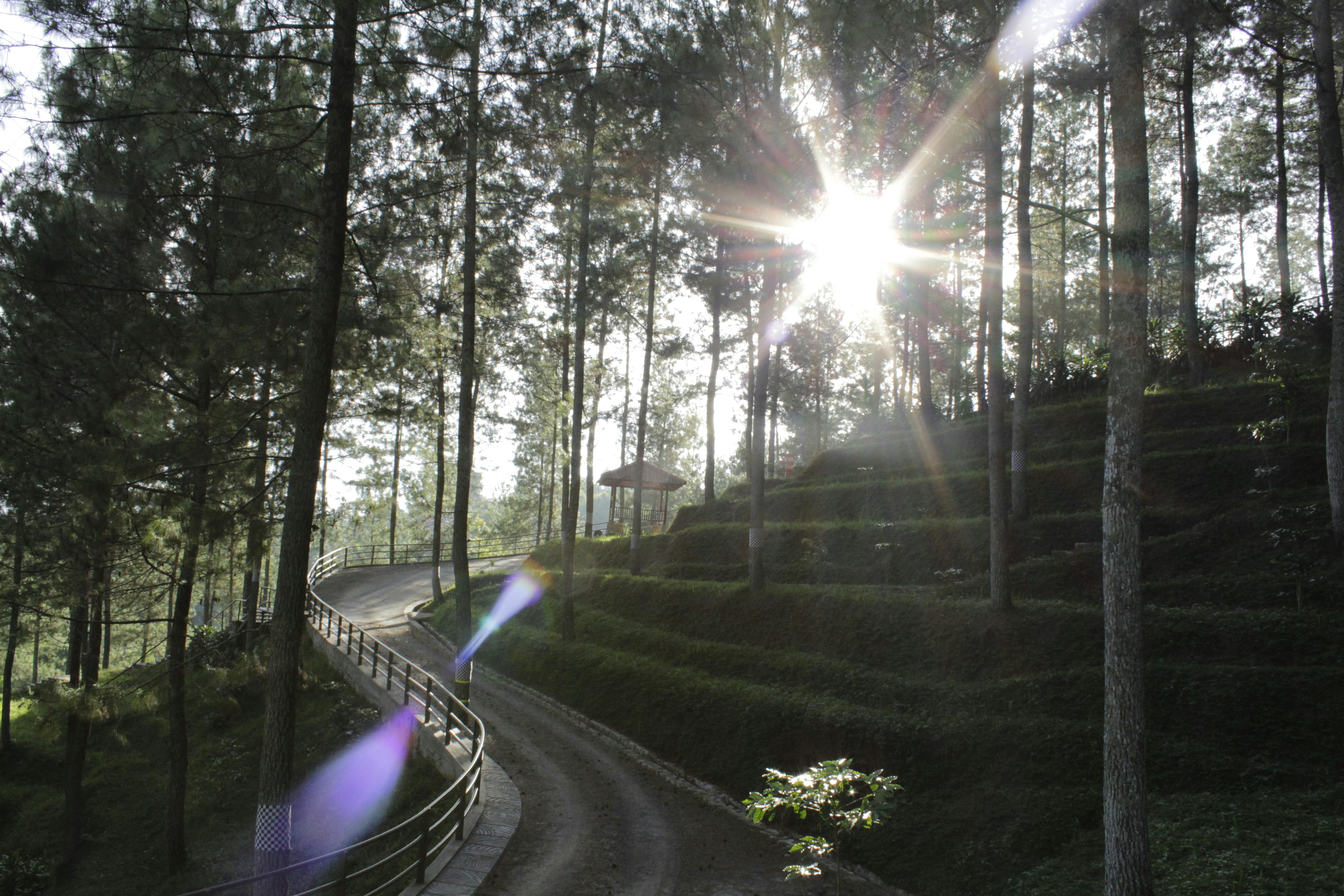 Pathway in Woods \u00b7 Free Stock Photo