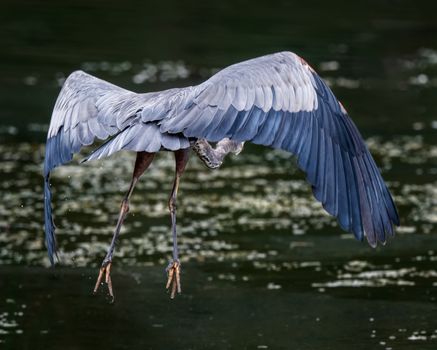 Full length great blue heron flying above calm rippling lake surface in sunny nature