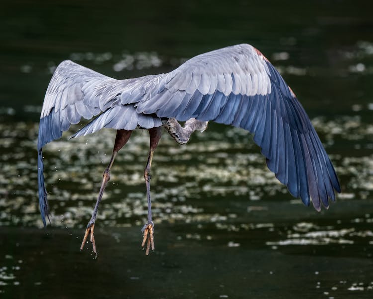 Blue Heron Flying Over Rippling Lake Water