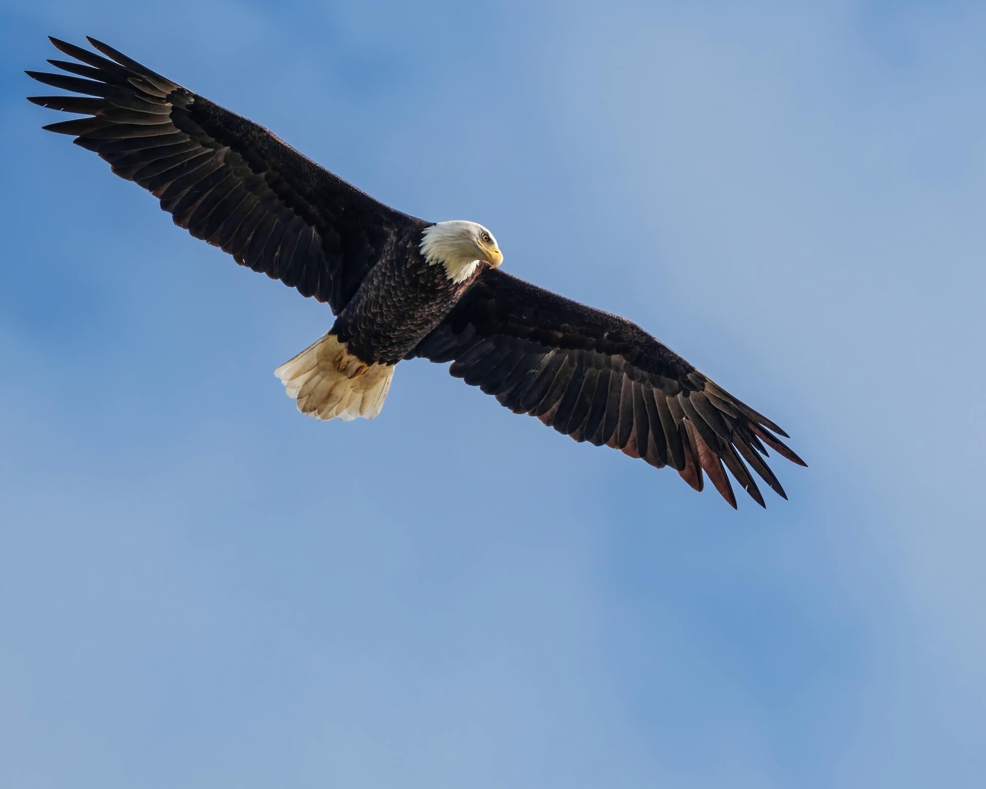 Wild eagle soaring in blue skies