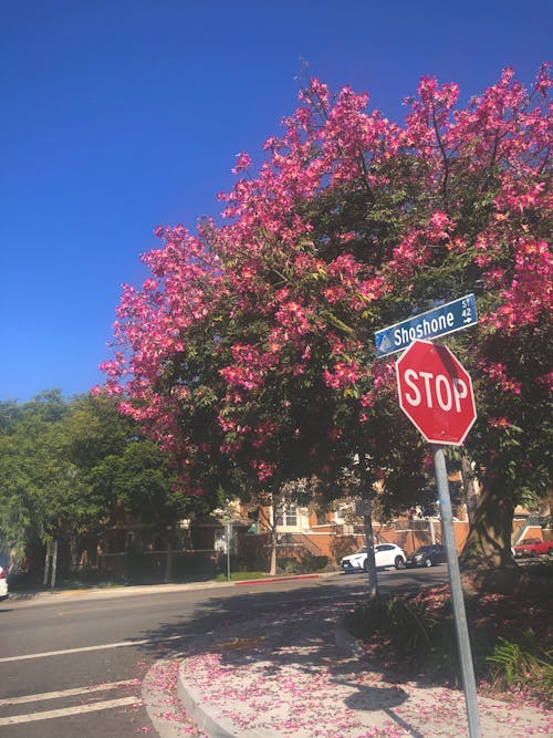 Free stock photo of stop sign, sunny, trees