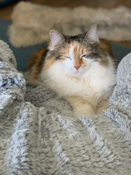 一只可爱的印花布猫在室内柔软的蓬松毯子上平静地打盹