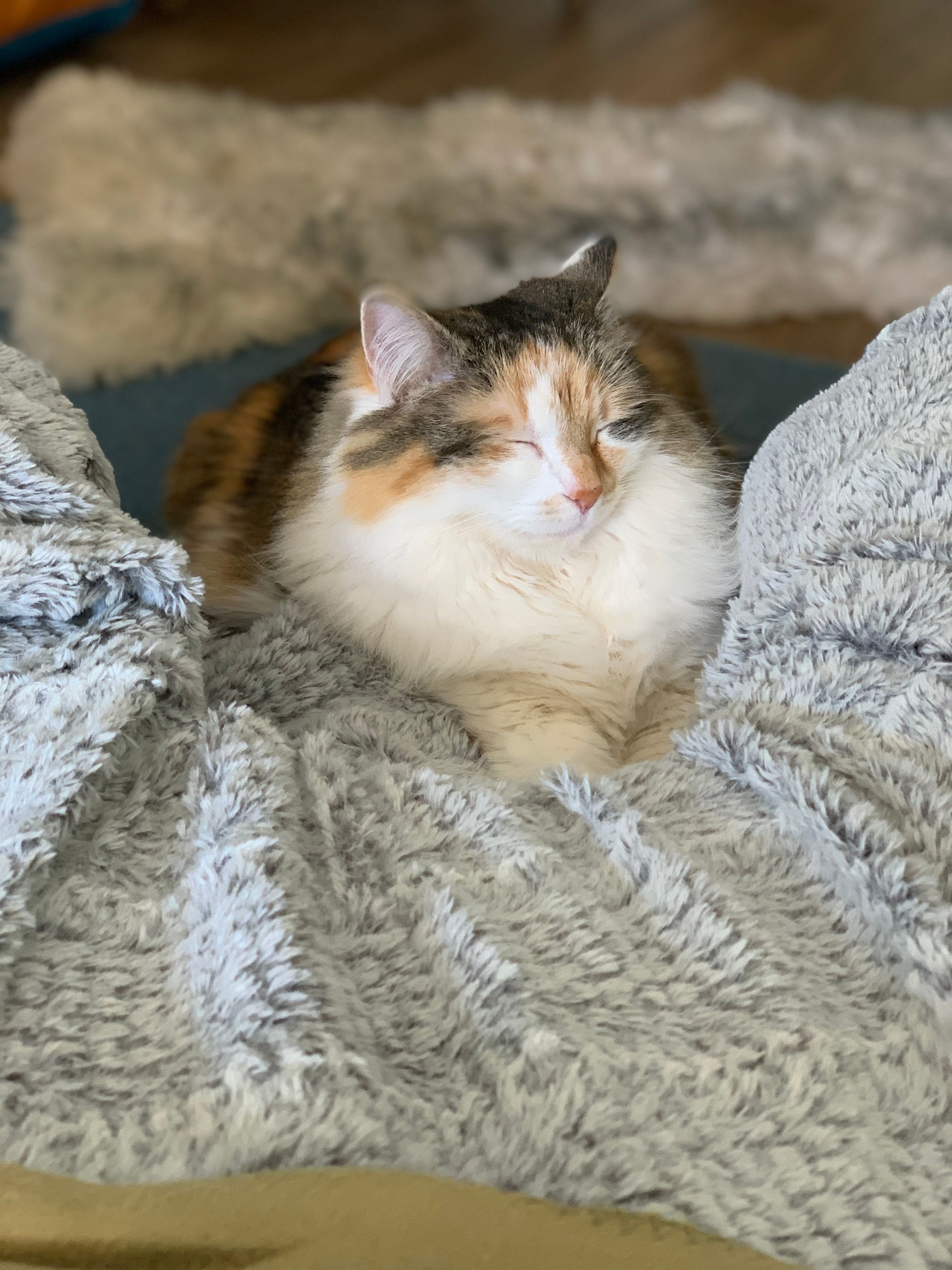 一只可爱的花布猫正安静地睡在室内柔软蓬松的毯子上