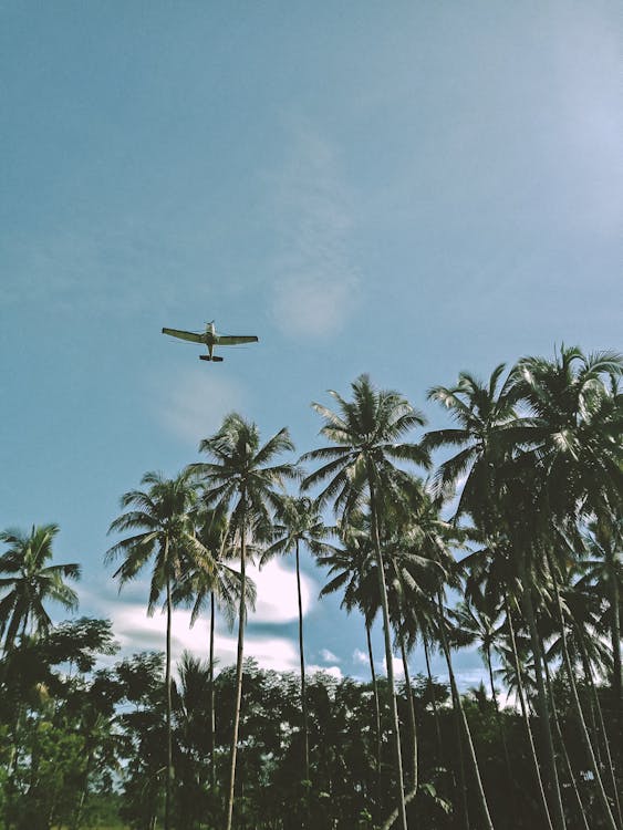 Gratis arkivbilde med blå himmel, fly, palmetrær