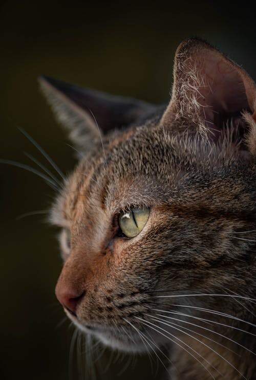 Fotobanka s bezplatnými fotkami na tému domáce zviera, fúzy, tvár