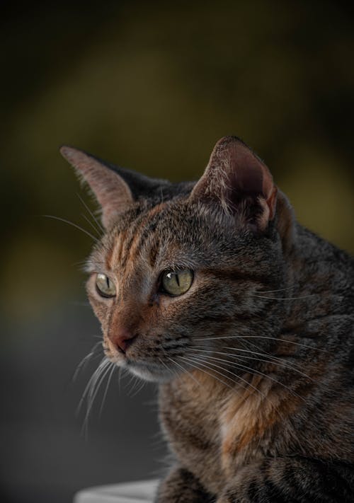 Fotobanka s bezplatnými fotkami na tému mačičky, mačky, mláďatá zvierat