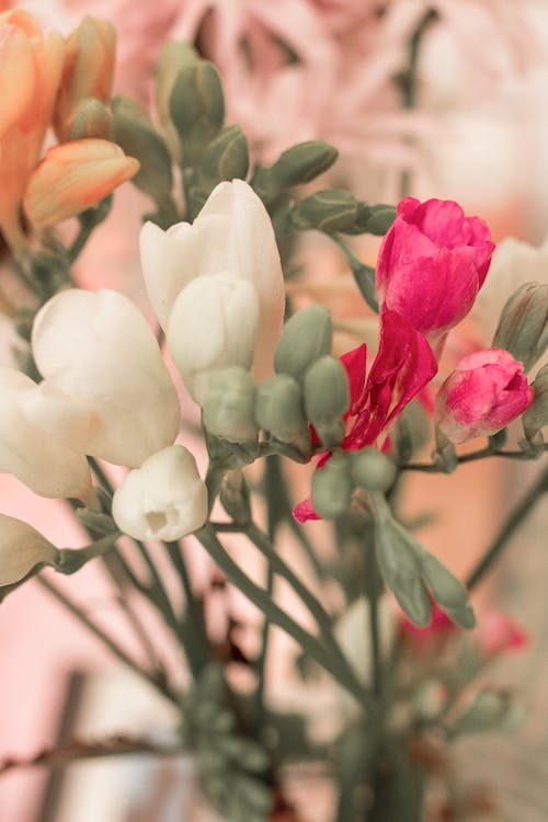 Free Bunch of fresh flowers in vase Stock Photo