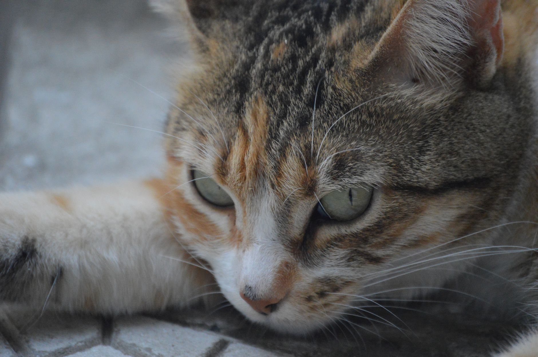 Healthcare and wellness consultation for a cat