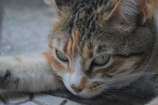一个昏昏欲睡的花布猫在地上休息的详细特写镜头，展示了它美丽的眼睛