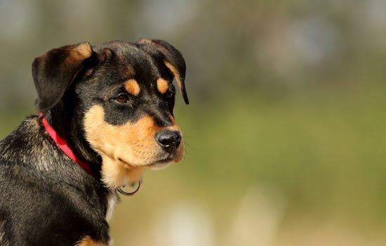 Correa Extensible Retráctil 8m