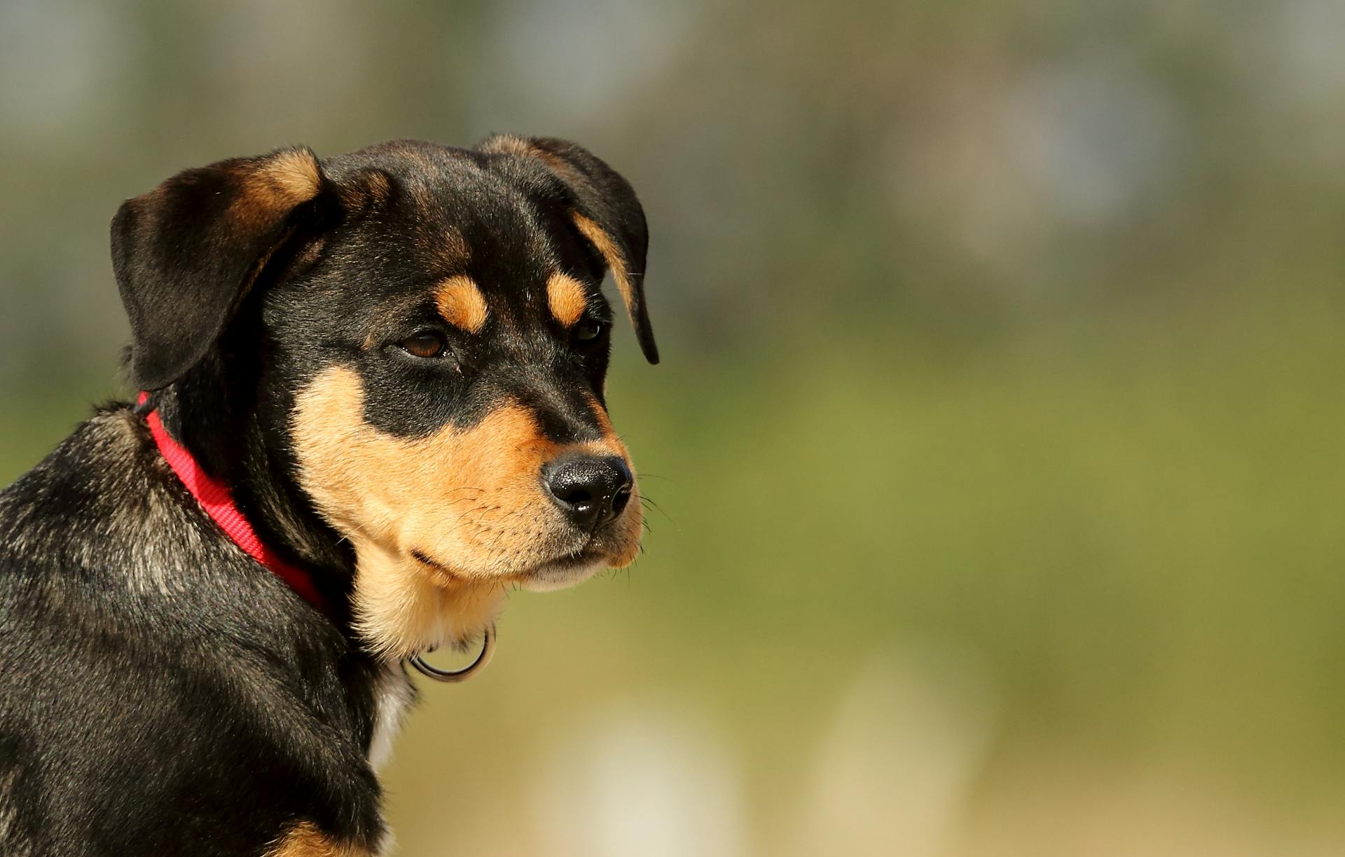 Portrait of Puppy