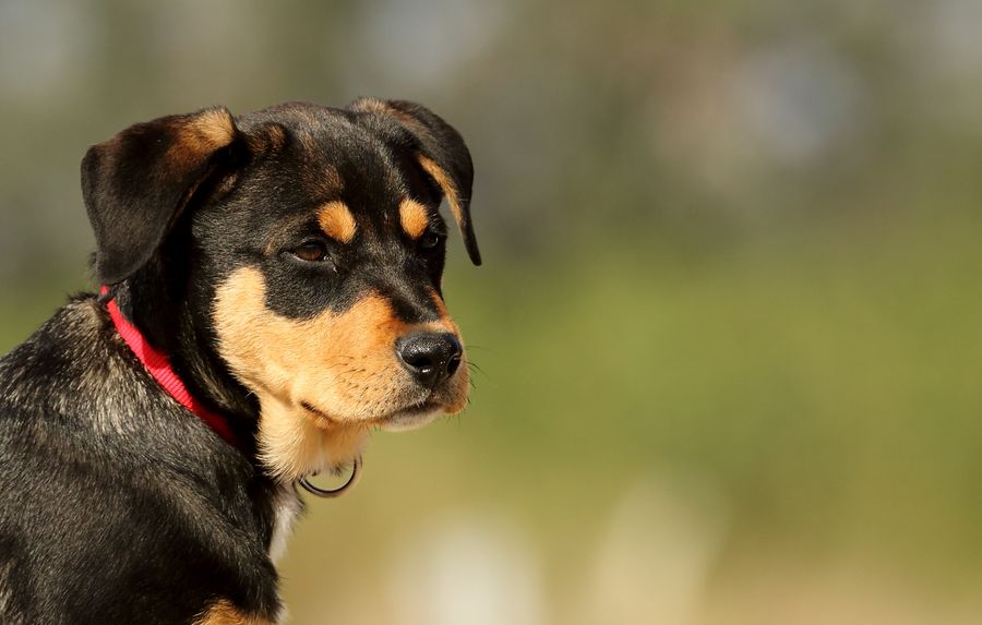Otis, a Rottweiler puppy around 12 weeks old – male, comparison photo