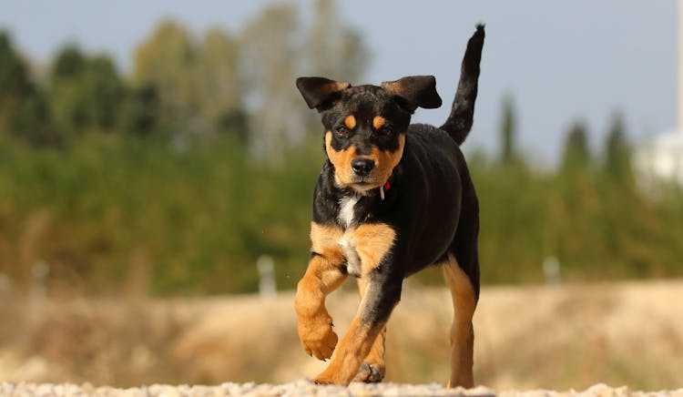 A Black Puppy Running Fastly