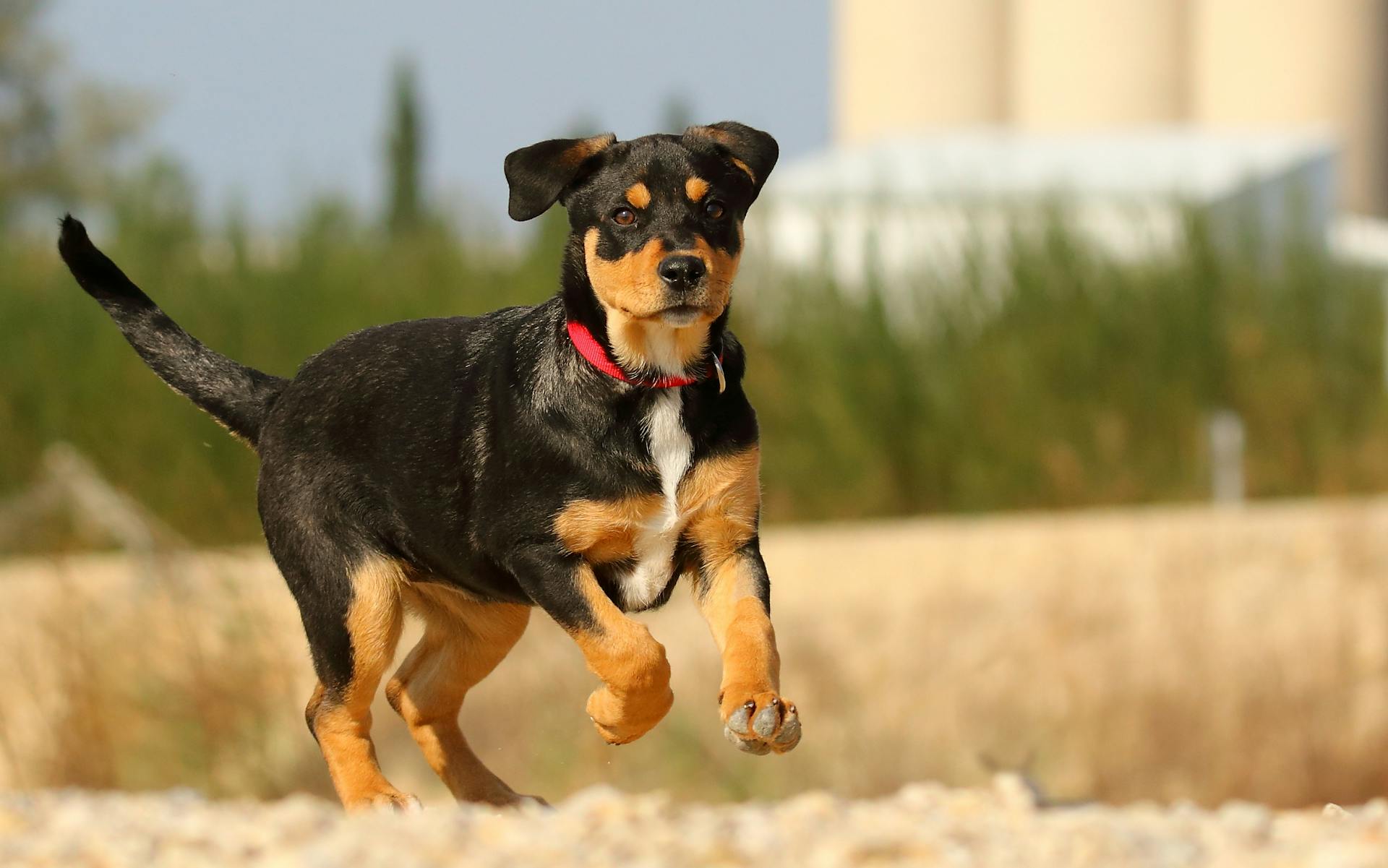 Black Puppy Wearing Red Collar Running Fastly