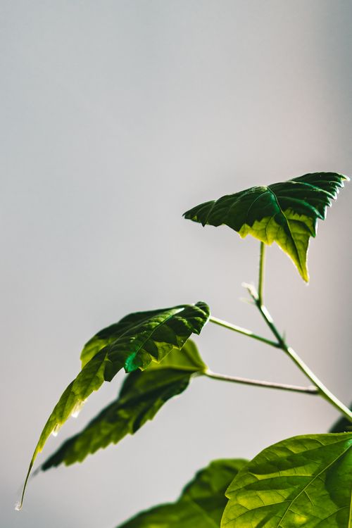 Free A macro shot of vibrant green leaves with a soft focus background, showcasing nature's simplicity. Stock Photo