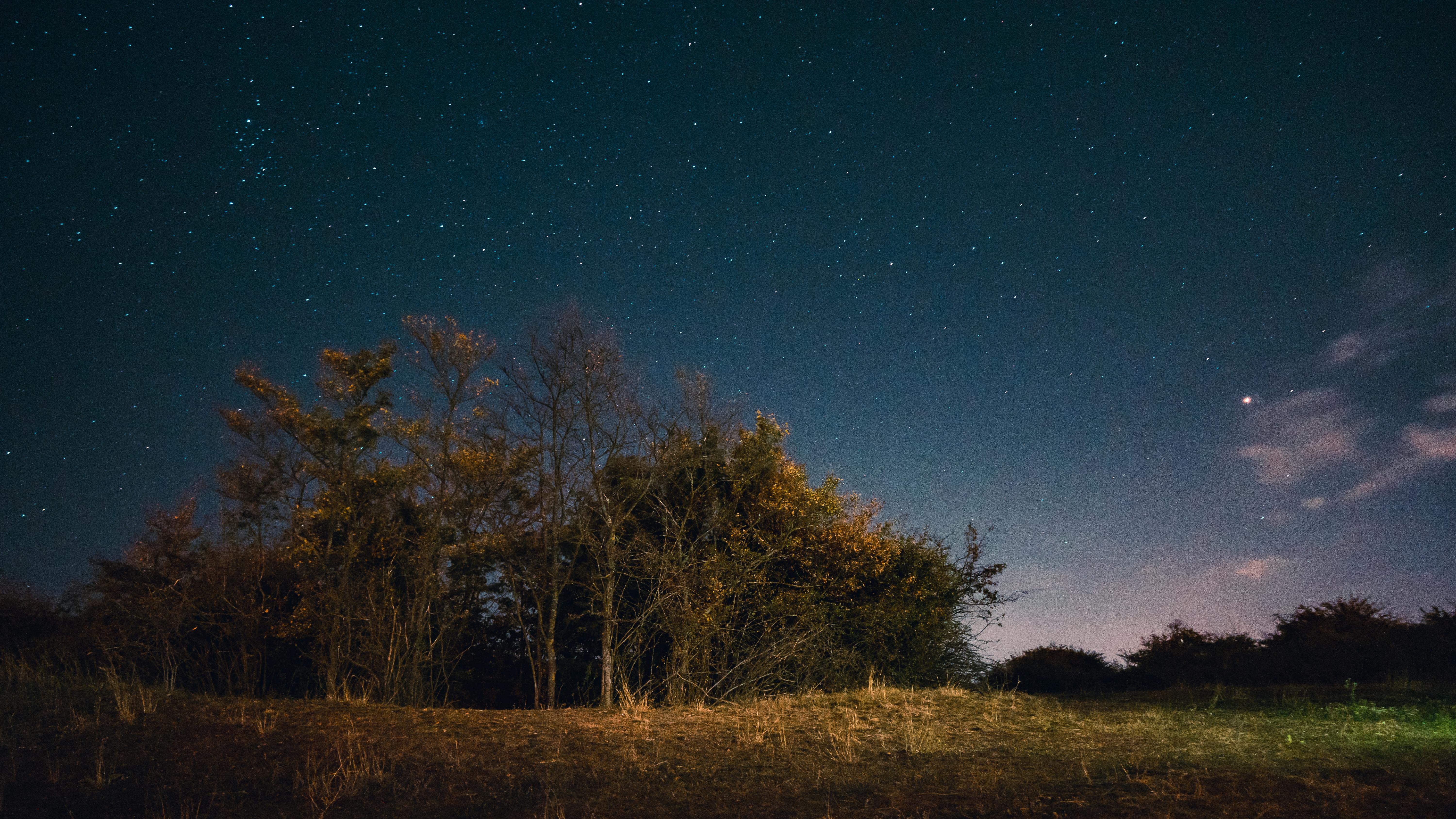 宁静的、星光熠熠的夜空，高悬于风景如画的森林之上，捕捉到了大自然的美丽