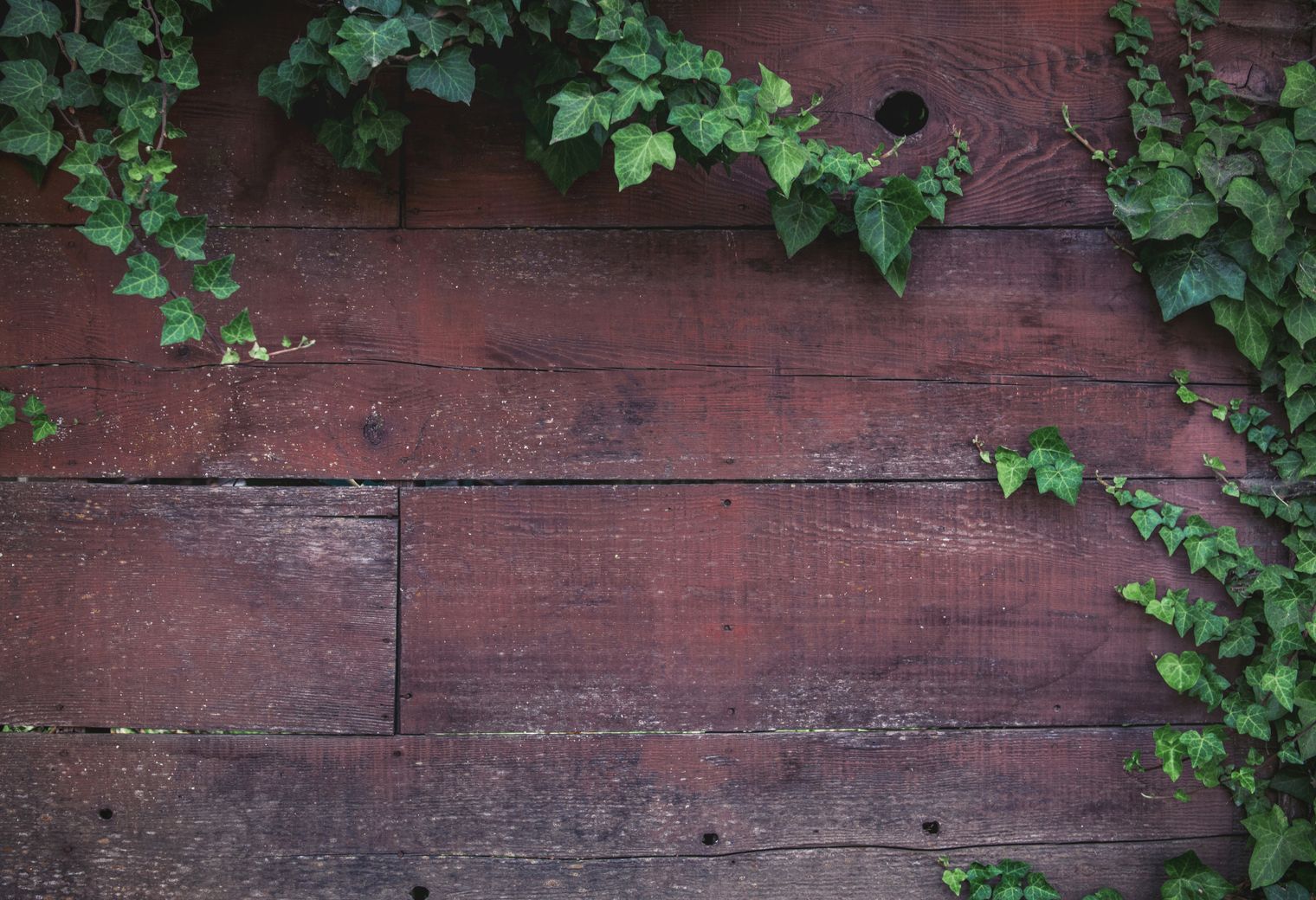 Fence and Decking Painting in Hanworth — clean edges cut in around trim and sockets