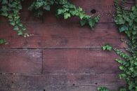 Green Plant on Brown Wooden Surface