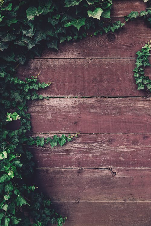 Wooden Fence and Leaves