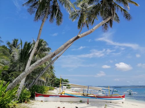 Exotic Sand Beach with Palm Trees