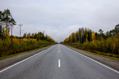 Free Empty Road in Summer Forest Landscape Stock Photo