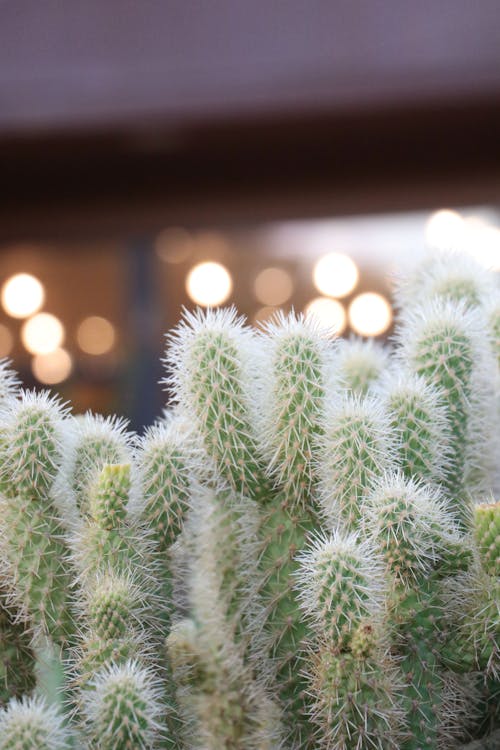Gratis stockfoto met cactusplant, detailopname, pieken
