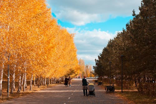 公園, 大街, 巷弄 的 免费素材图片