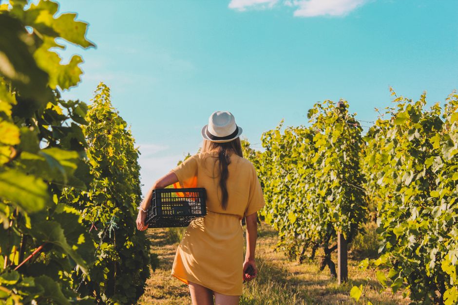 A woman in a yellow dress carries a basket through a lush vineyard under a bright sky.
