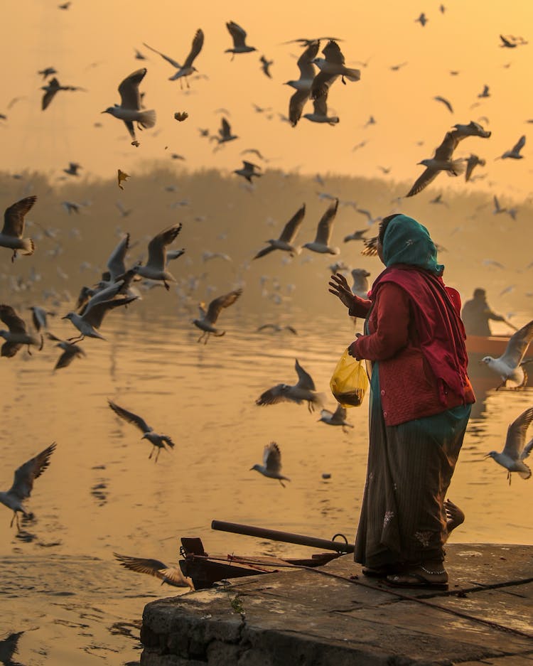 Woman Feeding Seagulls On River Embankment