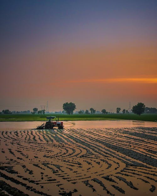 Tractor Cosechando Cultivos En Plantaciones Al Atardecer