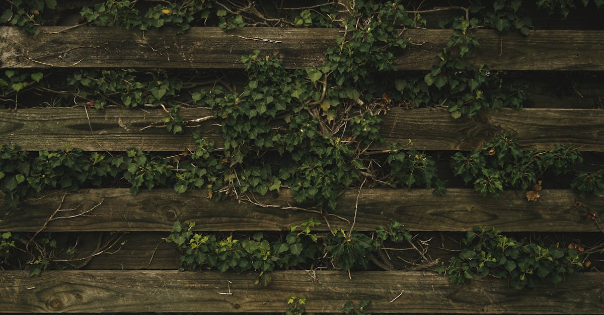 How to kill ivy on my fence