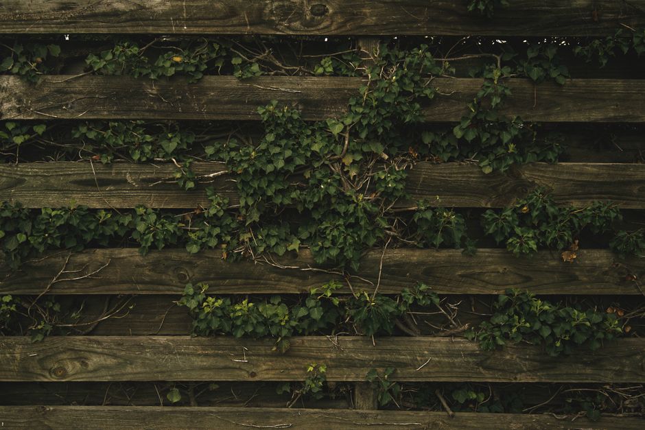 A lush ivy-covered wooden fence creating a natural, rustic aesthetic outdoors.