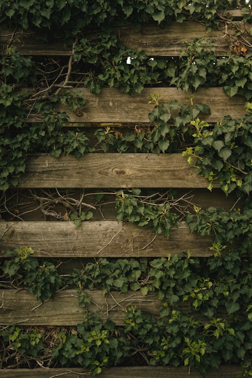Old Fence with Climbing Plants 