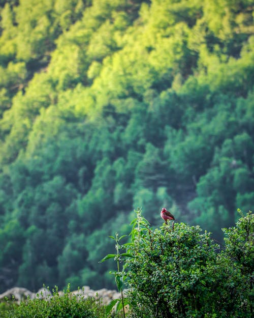 Single bird perching on shrub with green leaves growing against dense forest in sunlight