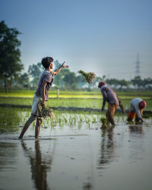 Ethnic man cultivating green crops growing in flooded fields