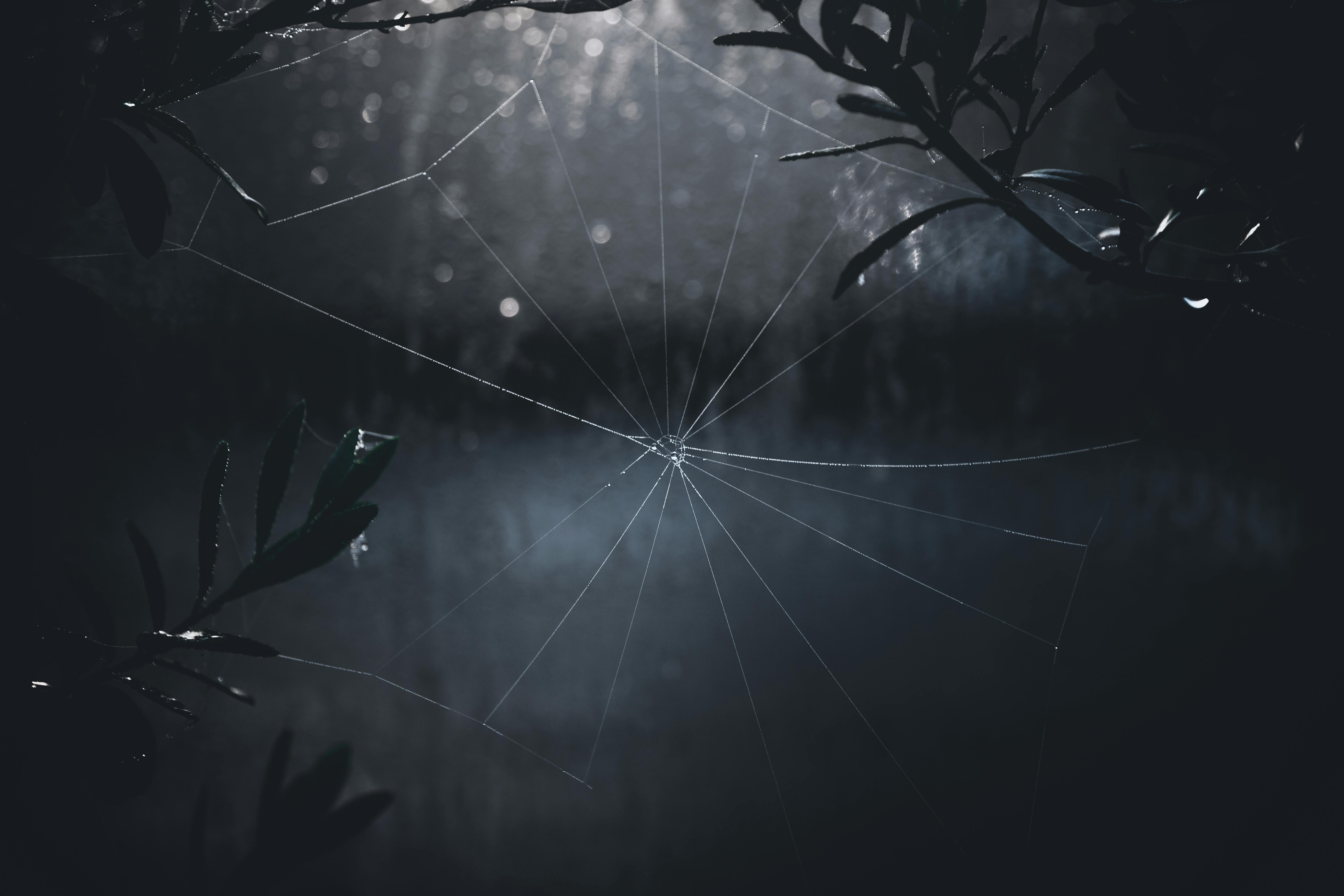 A spider web delicately adorned with water droplets, captured among dark foliage during twilight.
