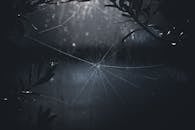 Spider Web on a Plant