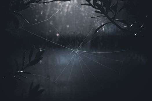 A spider web delicately adorned with water droplets, captured among dark foliage during twilight.