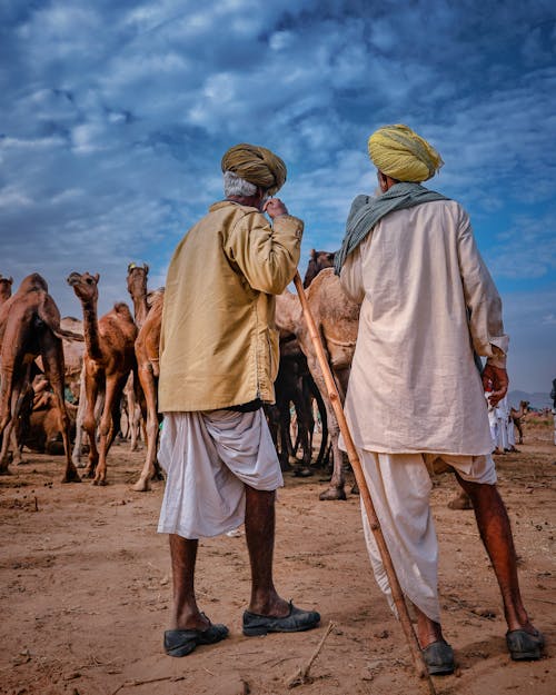 Back view of anonymous ethnic aged men wearing turbans standing in desert with camels against cloudy sky in dry terrain