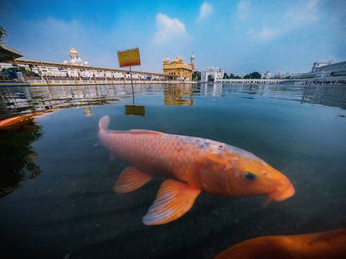 Goldfish in pond near temple