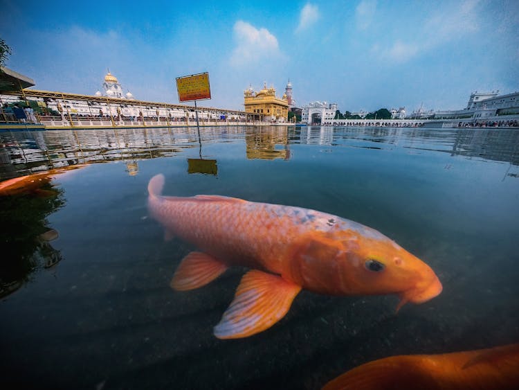 Goldfish In Pond Near Temple