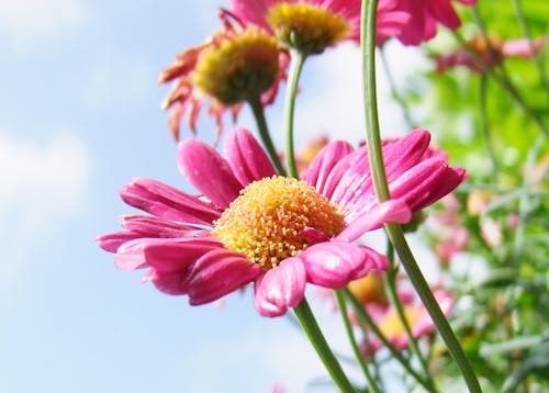 무료 낮 동안 분홍색 길고 계층화 된 꽃잎 꽃 스톡 사진