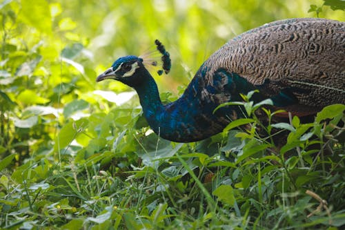 Free Blue Peacock on Green Grass Stock Photo