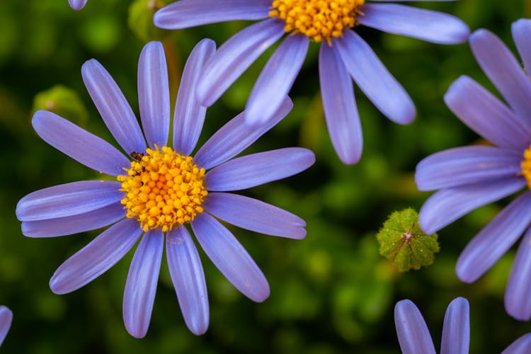 Close-up Of Purple Daisy Flowers