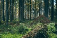 Scenic view of woods with high trees growing on mossy land with anthill in daylight