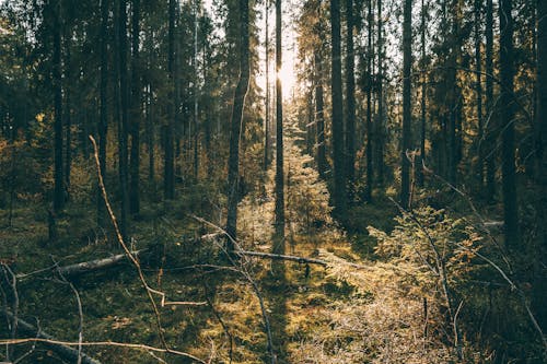 Summer woods with high trees in sunshine