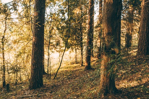 açık hava, ağaç, ağaç gövdesi içeren Ücretsiz stok fotoğraf