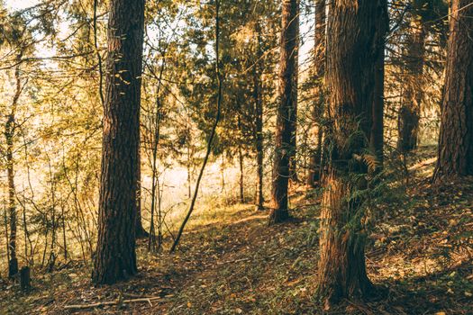Scenery view of overgrown trees with thick trunks and wavy twigs growing in woods on sunny day