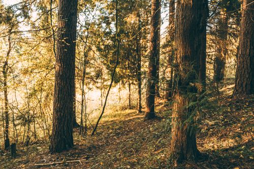 Free Scenery view of overgrown trees with thick trunks and wavy twigs growing in woods on sunny day Stock Photo